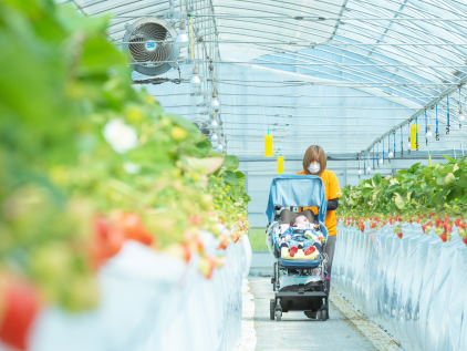 いちご狩りの様子