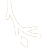 枝