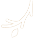 枝