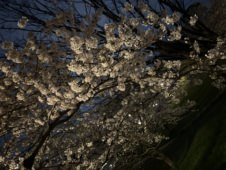 にこりの物語Vol.4 「りくちゃんと桜」を公開しました。